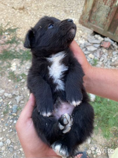 Мимишки от маленькой собачки в дар