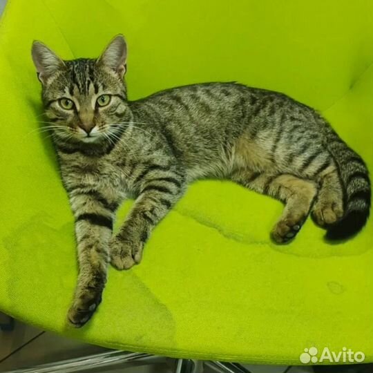 Котик ищет дом