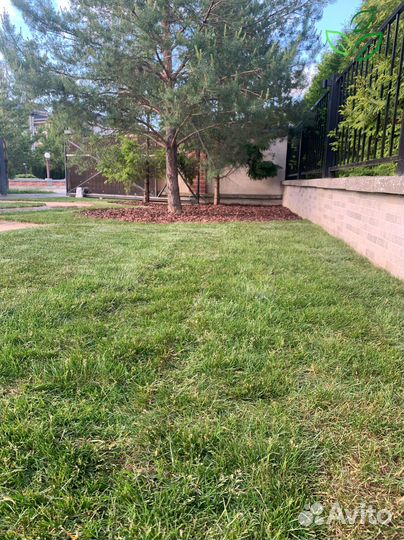 Рулонный газон