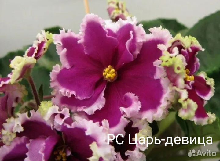 Сортовые фиалки