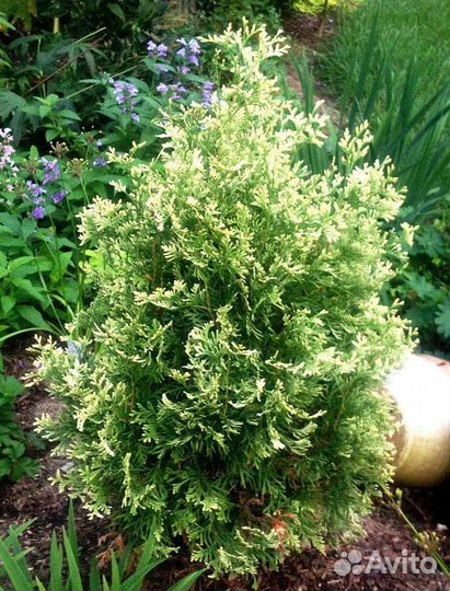 Туя вертикальная 1 (подробности в описании)