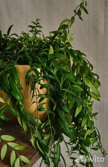 Черенки Aeschinanthus japhrolepis