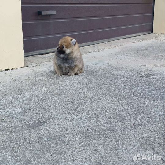 Померанский шпиц