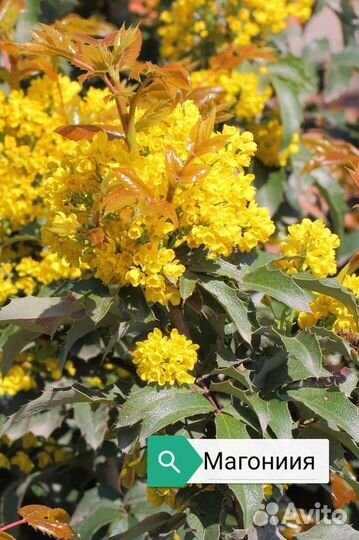 Саженцы плодовых и лекоративных деревьев и кустарн