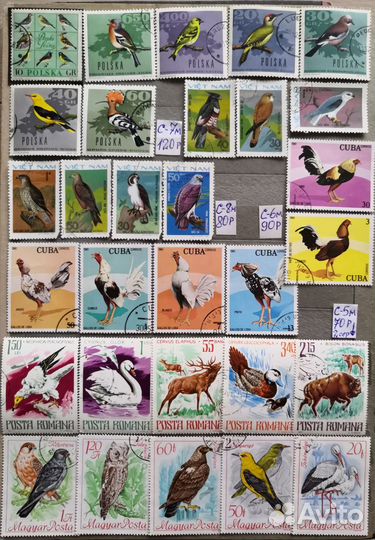 Подборка 21 Птицы