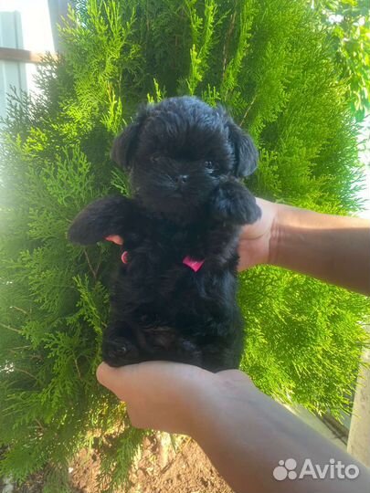 Аффенпинчер