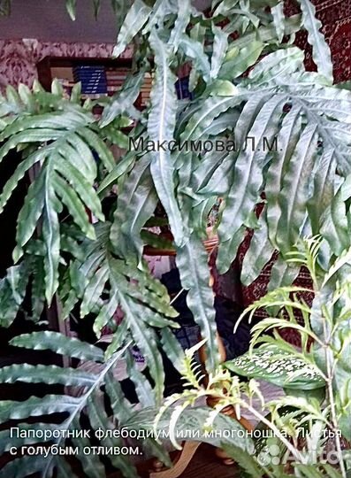 Папоротник флебодиум