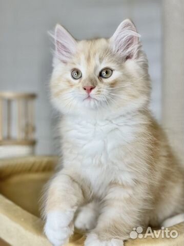 Сибирский котенок мальчик объявление продам