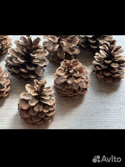 Шишки сосновые