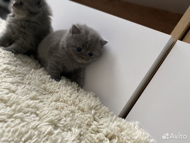 Британские котята
