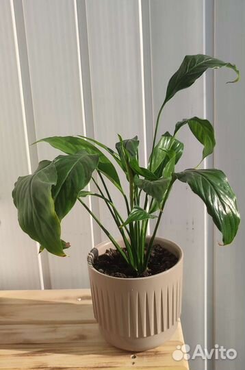 Комнатные растения цветы