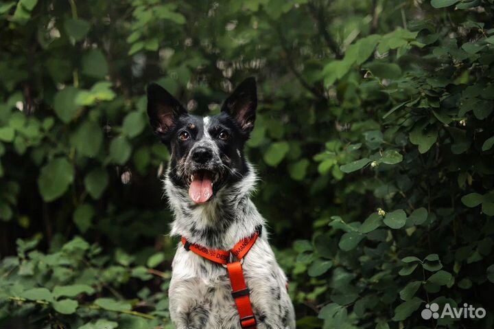 Собака молодая