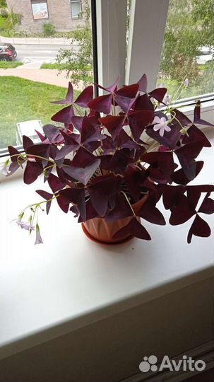 Клевер счастья (оксалис сорт Burgundy Shamrock)