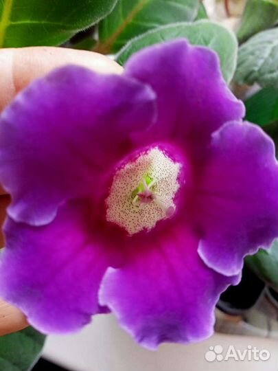 Цветы в стаканчике цветущие