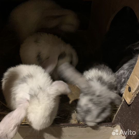 Кролик французский баран