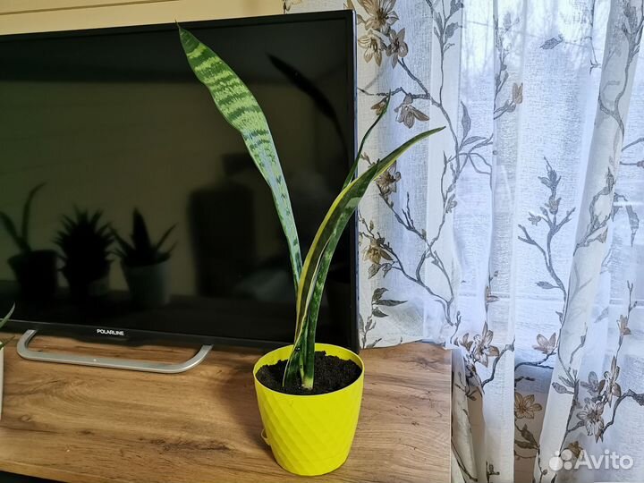 Сансевиерия