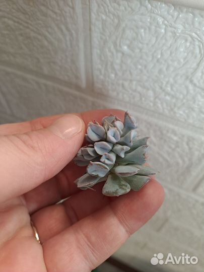 Echeveria 'Pig Nose' Эхеверия 