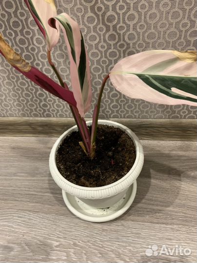 Строманта триколор