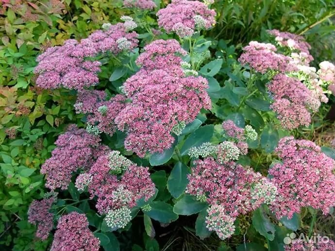 Очитки,цветы для сада