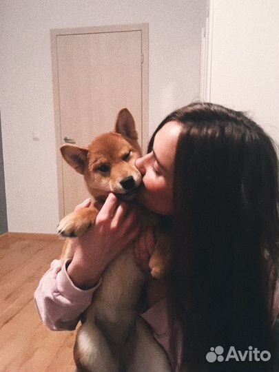 Передержка собак / Няня для собак