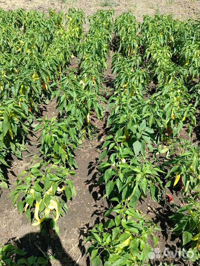 Перец цицак