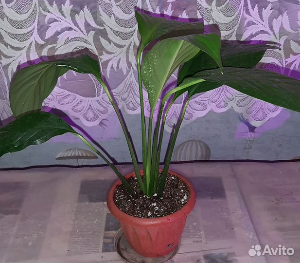 Спатифиллум женское счастье