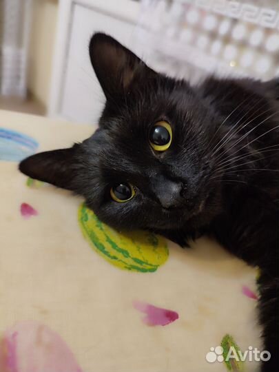 Ветеринарный врач крс, домашние животные, птица