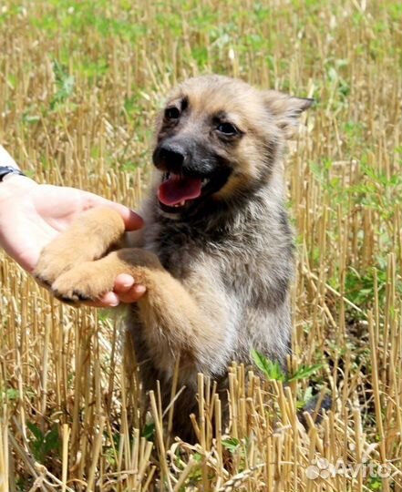 Щенок в добрые руки