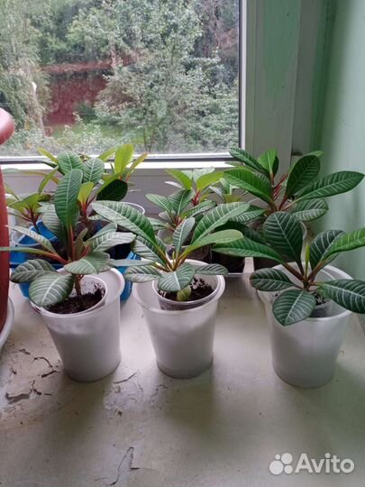 Молочай (детки)