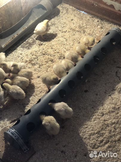 Цыплята бройлеры росс 308 (Венгрия)