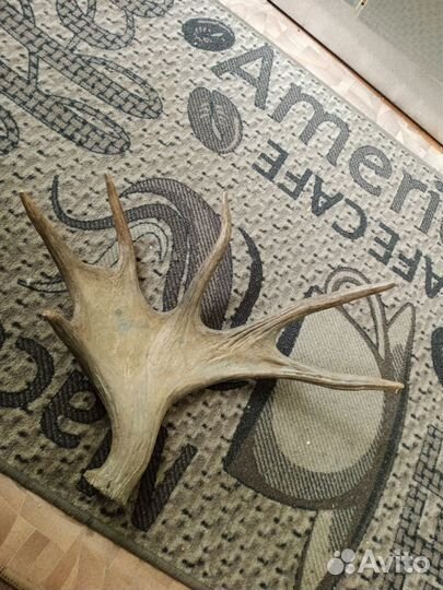 Продам рога