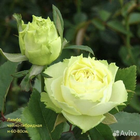 Саженцы роз