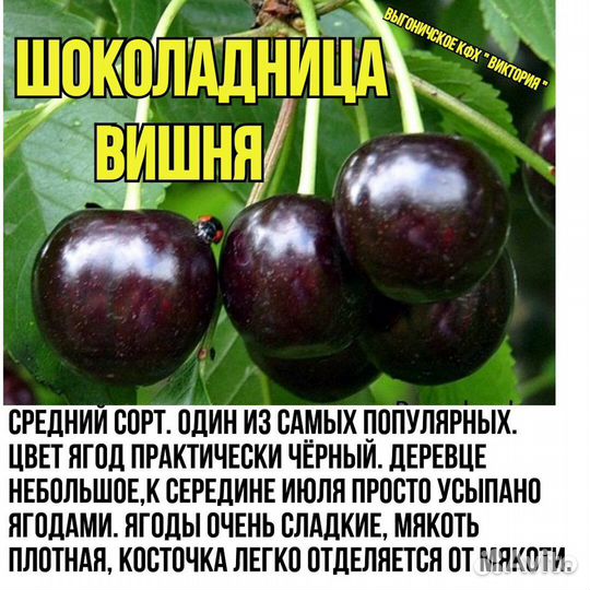 Саженцы, Плодова- ягодные и декоративные культуры