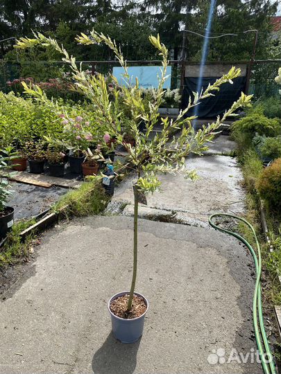 Ива хакуро нишики на штамбе