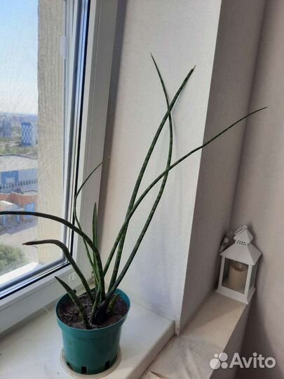 Сансевиерия