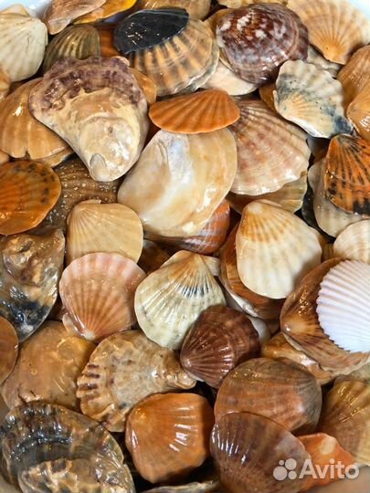 Большой набор морских, плоских ракушек Гребешок
