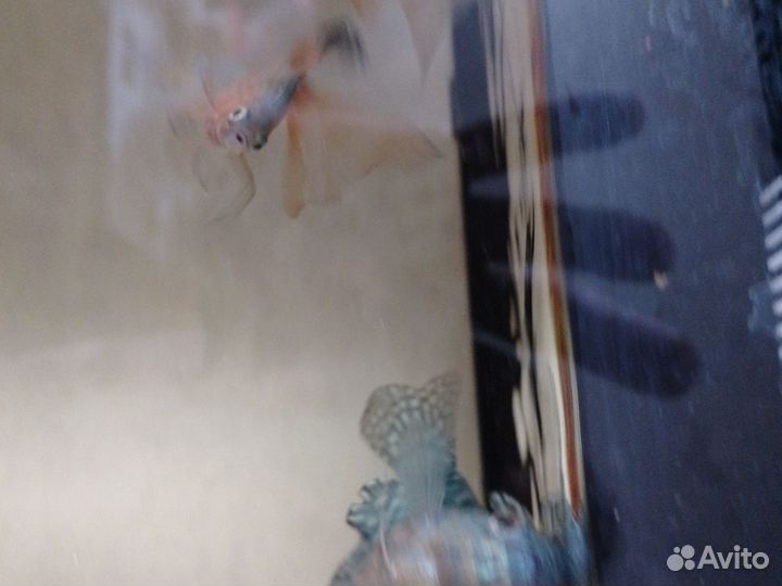 Аквариумные рыбки гурами