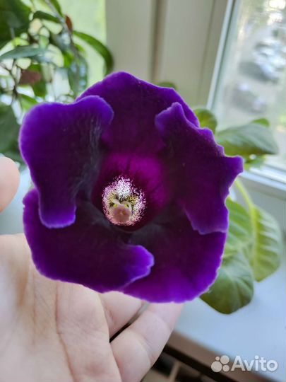 Глоксиния лист