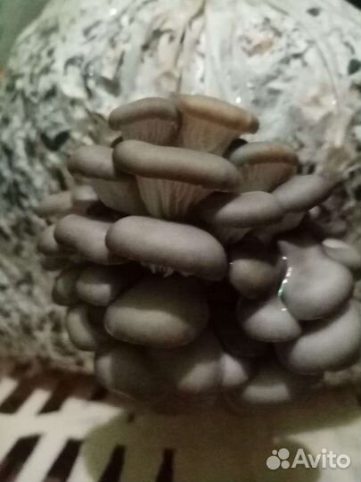 Готовые блоки Вешенки