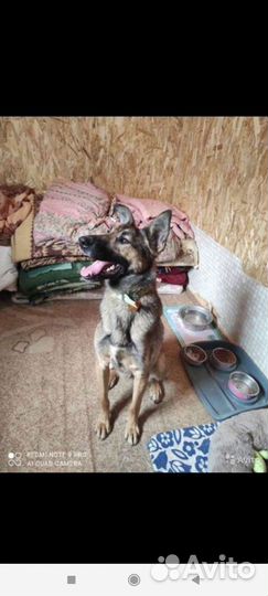 Собака Куба бельгийская овчарка малинуа ищет дом