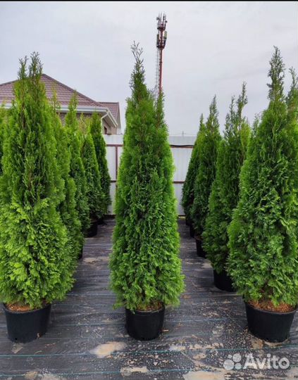 Туя смарагд