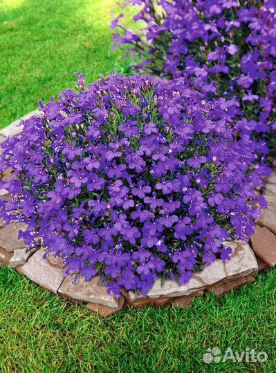 Рассада лобелии