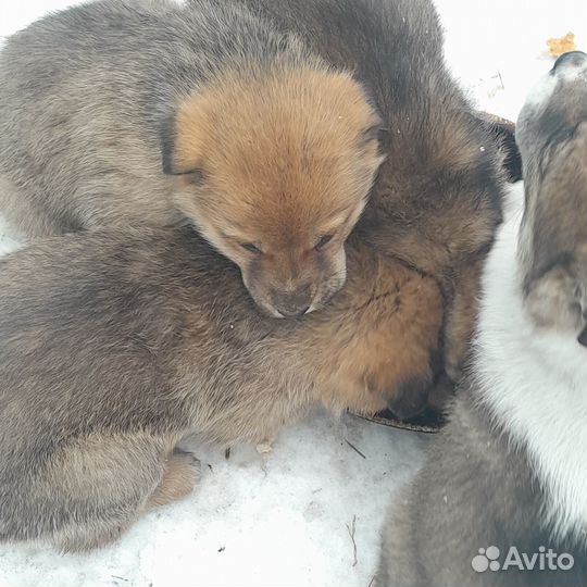 Щенки 1,5 месяца