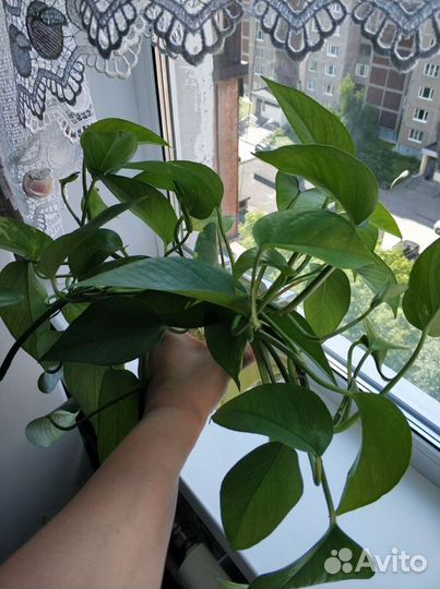 Сциндапсус, эпипремнум вьющееся растение