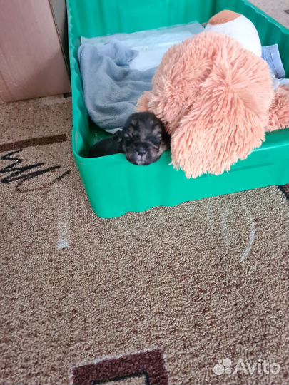 Девочка в добрые руки