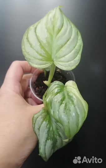 Домашние цветы