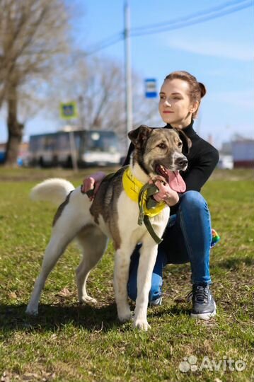 Молодой послушный пес в добрые руки