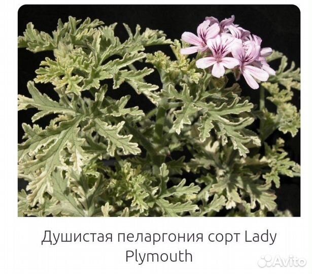 Пеларгония душистая Lady Plymouth