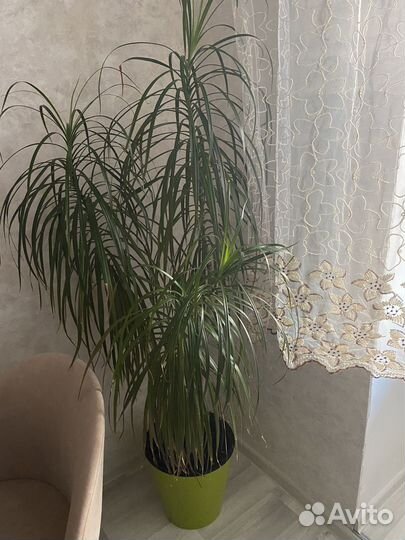 Пальма драцена