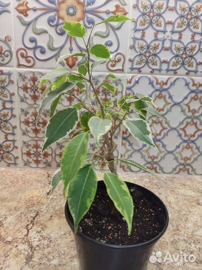 Фикус бенджамина плетеный